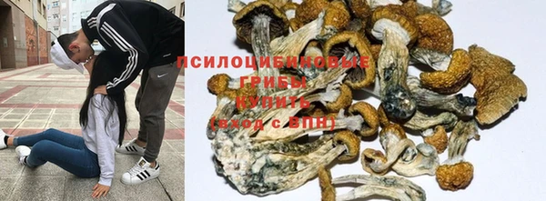 прущие грибы Карталы